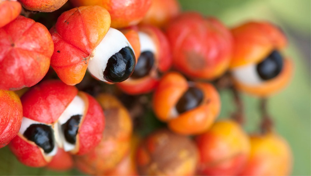 semente de guaraná em pó